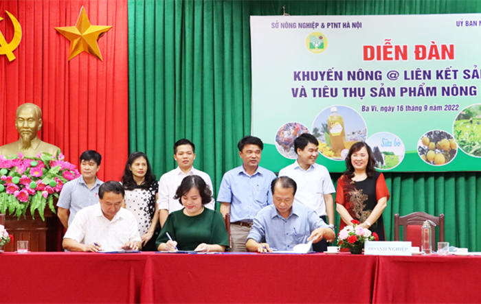 Nông sản, đặc sản huyện Ba Vì đi tìm chỗ đứng trên thị trường