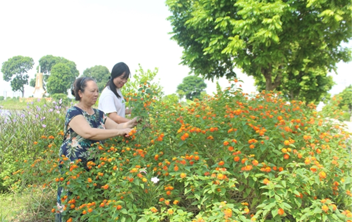 Bà Trần Thị Huệ, xã Yên Mỹ, huyện Thanh Trì: Người làm đẹp xóm làng