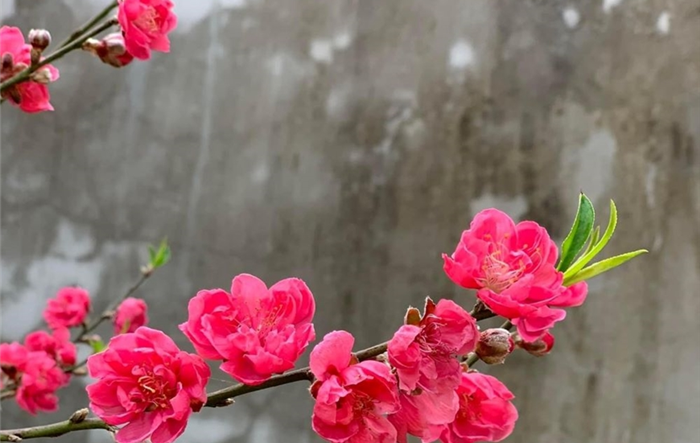 Hân hoan mùa Tết