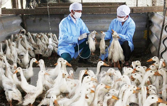 Thành phố Hà Nội: Triển khai có hiệu quả công tác phòng, chống dịch bệnh gia súc, gia cầm