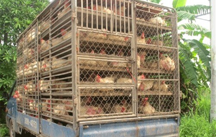 Thành phố Hà Nội: Tiếp tục ngăn chặn, phát hiện và xử lý các trường hợp vận chuyển trái phép gia cầm, sản phẩm gia cầm