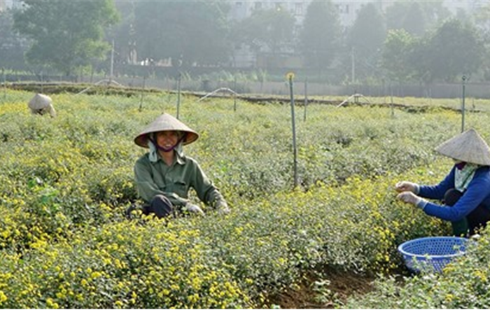 Tổng kết mô hình sản xuất cây dược liệu gắn với tiêu thụ sản phẩm năm 2023 tại xã Thanh Mỹ