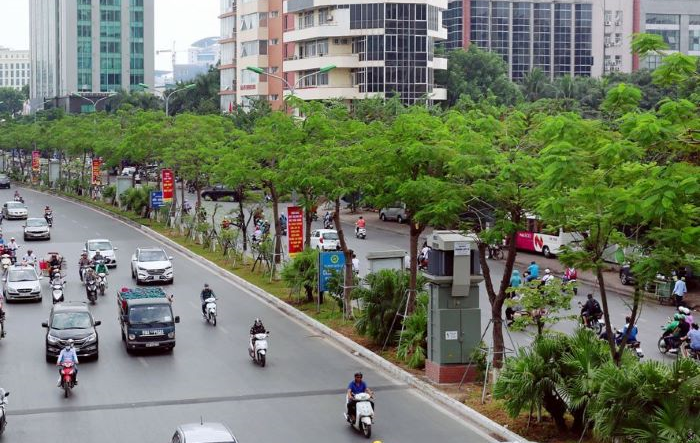 Hà Nội: Trồng mới ít nhất 200.000 cây bóng mát, cây lấy gỗ năm 2024