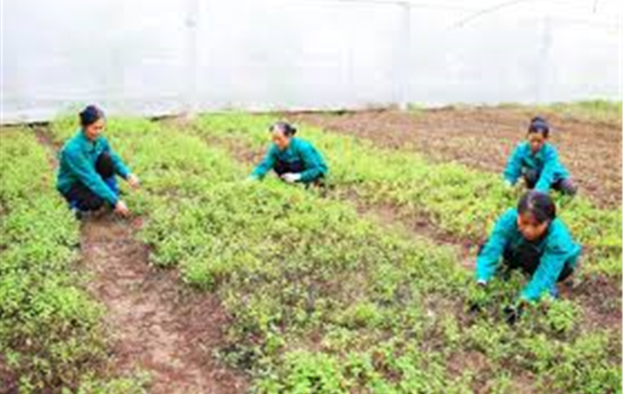 Hà Nội: Thực hiện quy định nội dung, mức chi đối với dự án phát triển kinh tế vùng