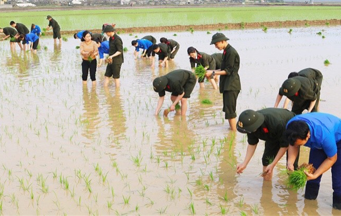 Cán bộ, chiến sĩ công an nghĩa vụ Trung tâm huấn luyện và bồi dưỡng nghiệp vụ Công an thành phố hỗ trợ nhân dân cấy lúa vụ xuân