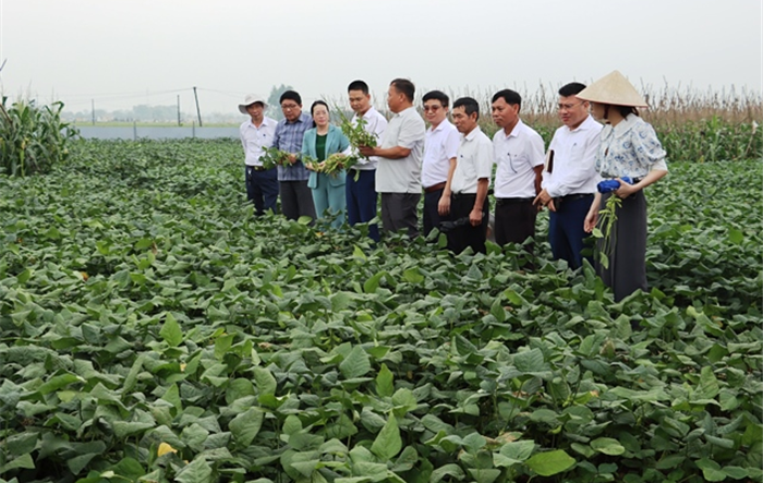 Chủ tịch Hội Nông dân thành phố tham quan mô hình sản xuất Giống đậu tương rau lai F1 Nhật Bản tại huyện Phú Xuyên