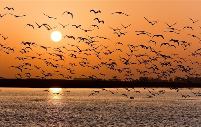 Thực hiện công tác bảo tồn, bảo vệ các loài động vật hoang dã trên địa bàn thành phố