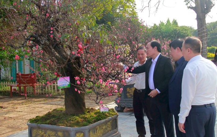 54 tác phẩm tham gia Hội thi hoa đào truyền thống cấp thành phố Hà Nội