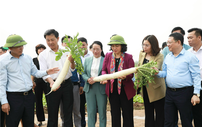 Tạo mọi điều kiện hỗ trợ nông dân huyện Mê Linh phát triển sản xuất nông nghiệp 