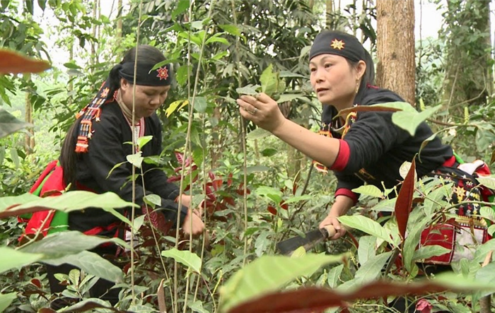 Hà Nội: Phấn đấu tăng thu nhập cho đồng bào dân tộc thiểu số