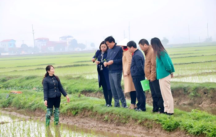 Hoàn thành gieo cấy lúa xuân trong khung thời vụ